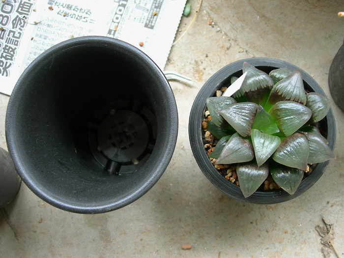 ハオルチアの植え替えをするの実録 緑町のウェブ屋 多肉植物と球根 着生植物のベランダガーデン 跡地