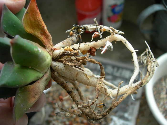 ハオルチアの植え替えをするの実録 緑町のウェブ屋 多肉植物と球根 着生植物のベランダガーデン 跡地