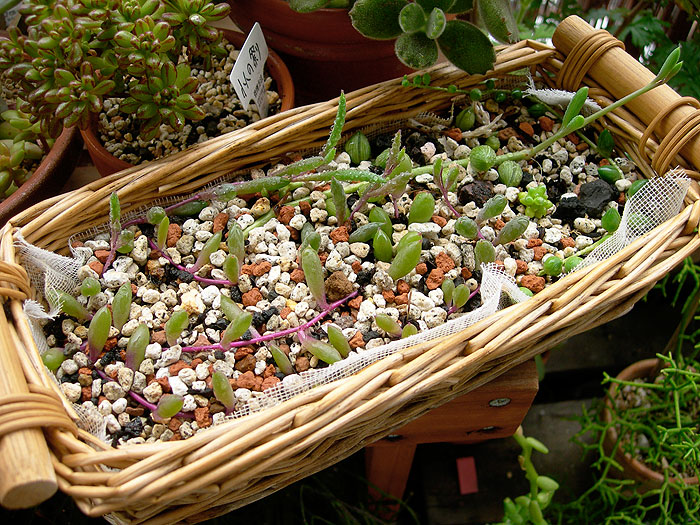 ネックレスの挿し芽はいかにして伸びゆくか 緑町のウェブ屋 多肉植物と球根 着生植物のベランダガーデン 跡地