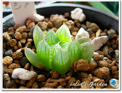 Haworthia cooperi v.pilifera (king williams town)ʥåǲ礷ޤ