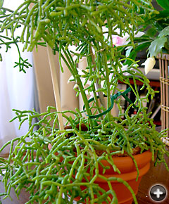 Rhipsalis cereuscula2ʥåǲ礷ޤ