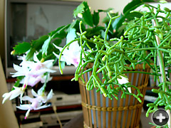 Rhipsalis cereuscula3ʥåǲ礷ޤ