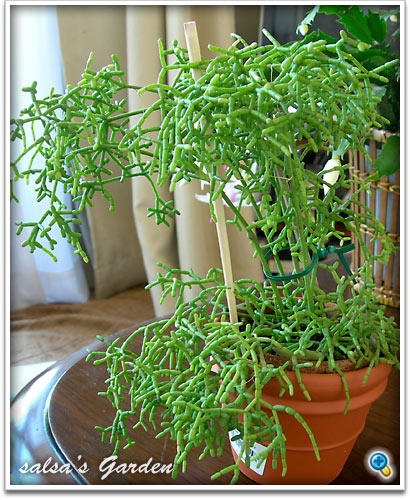 Rhipsalis cereusculaʥåǲ礷ޤ