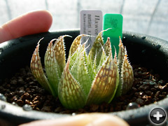 Haworthia nortieri var.nortieriʥåǲ礷ޤ