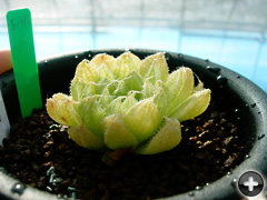 Haworthia nortieri var.globosiflora (Botterkloof)ʥåǲ礷ޤ