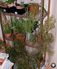 室内に取り込んだ植物たち（クリックで画像が拡大します）