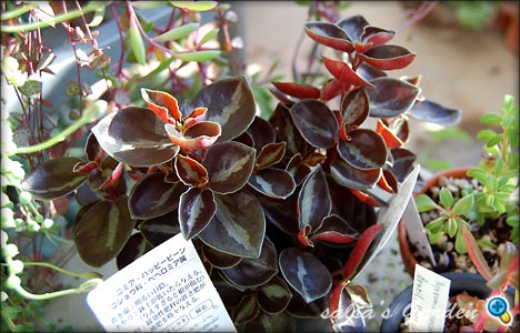 Peperomia metallica（クリックで画像が拡大します）