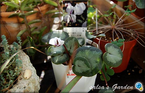 Cyclamen coum（クリックで画像が拡大します）