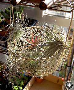 Tillandsia's in a basket（クリックで拡大します）