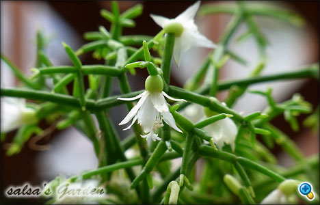 Rhipsalis cereuscula's flower 5（クリックで画像が拡大します）