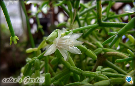 Rhipsalis cereuscula's flower 6（クリックで画像が拡大します）
