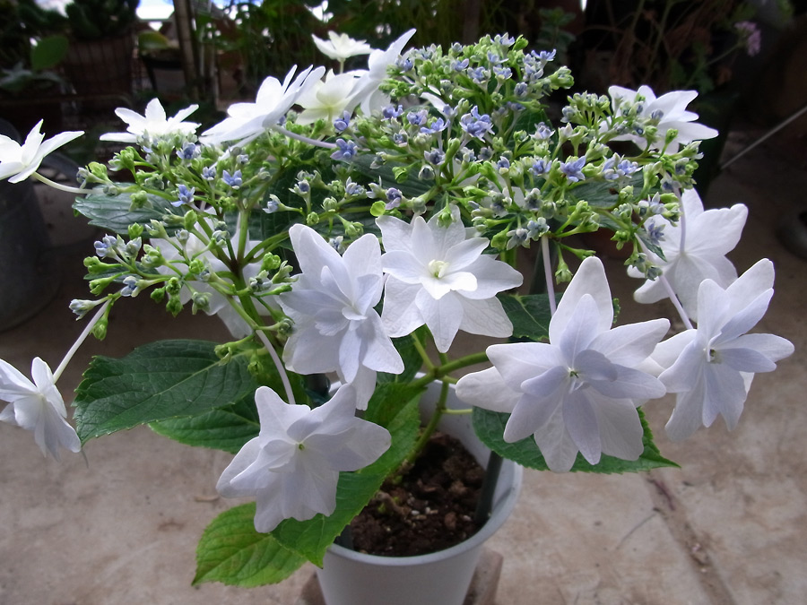 雨の日には紫陽花 隅田の花火を愛でるの巻 緑町のウェブ屋 多肉植物と球根 着生植物のベランダガーデン 跡地