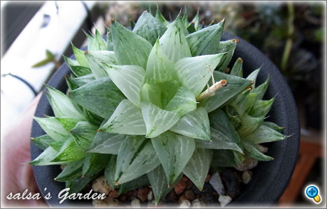 Haworthia turgida f.variegata 氷砂糖（玉緑錦）（クリックで画像が拡大します）
