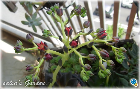 エケベリア・アフィニスの花（クリックで画像が拡大します）