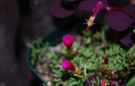 a Oxalis' flower（クリックで画像が拡大します）