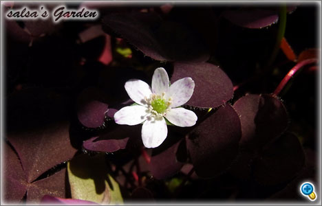 Anemone hepatica 雪割草（クリックで画像が拡大します）