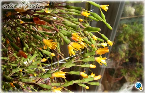 Hatiora salicornioides' flower 猿恋葦の花（クリックで画像が拡大します）