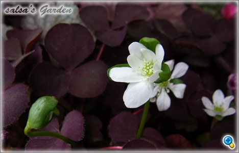 Anemone hepatica 雪割草（白）（クリックで画像が拡大します）