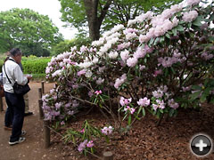 神代植物公園 ツクシシャクナゲ Rhododendron metternichii（クリックで画像が拡大します）