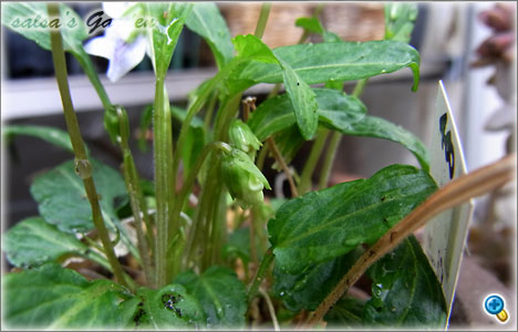 Viola mandshurica f.plena 白花小諸スミレ 2（クリックで画像が拡大します）