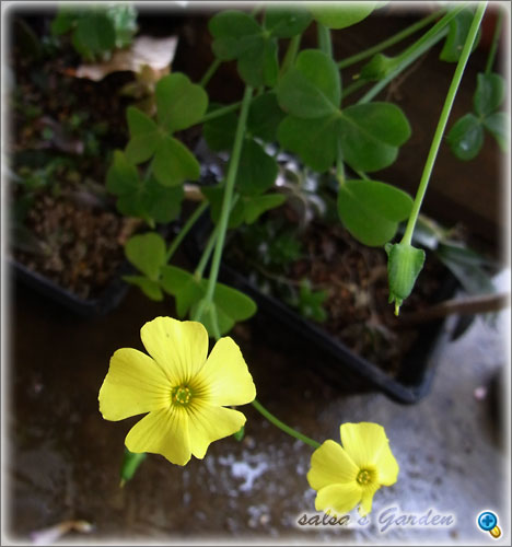 Oxalis carnosa blooms 艶カタバミの花（クリックで画像が拡大します）