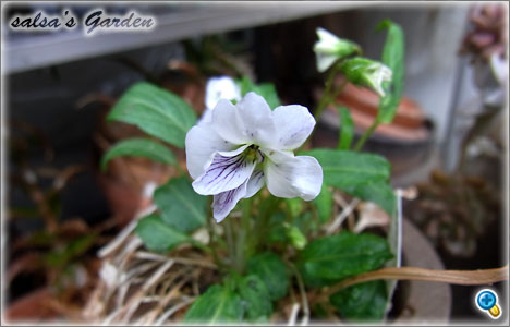 Viola mandshurica f.plena 白花小諸スミレ（クリックで画像が拡大します）