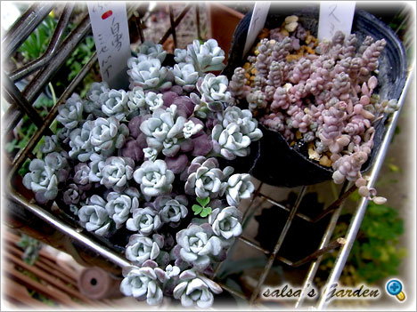 Sedum spathulifolium 白雪ミセバヤ &  Sedum sp. アルプスミセバヤ（クリックで画像が拡大します）