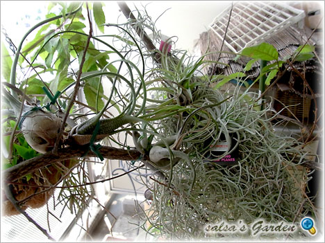 110725-02 Tillandsias on the tree（クリックで画像が拡大します）