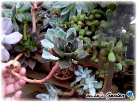 110725-05 buds of Echeveria 'Black Knight'（クリックで画像が拡大します）