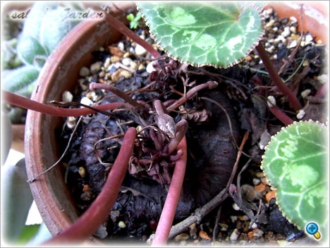 Cyclamen persicum ガーデンシクラメン（クリックで画像が拡大します）