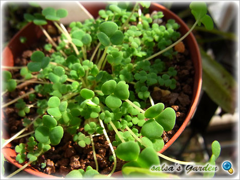 Oxalis inaequalis（クリックで画像が拡大します）