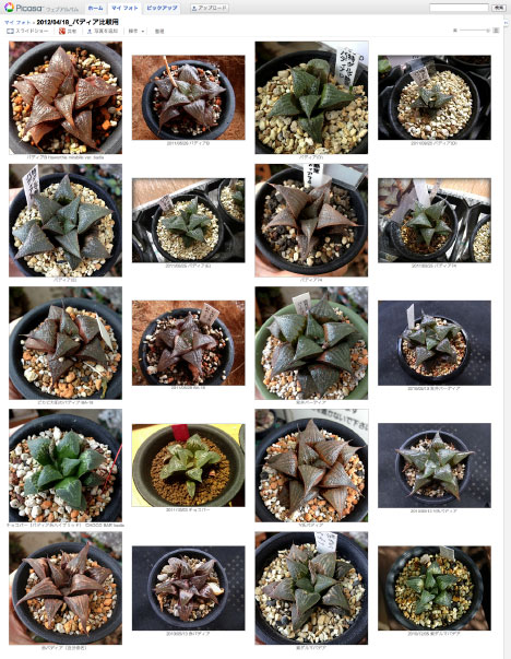 before-after pictures of Haworthias バディアの生長写真（クリックで画像が拡大します）