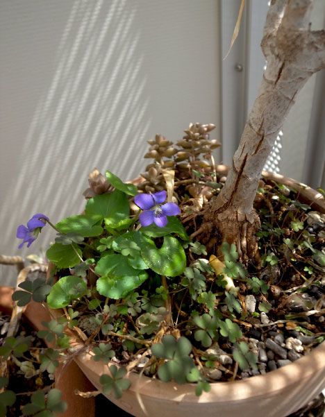 Viola sororia 'papilionacea' ビオラ・ソロリア 'パピリオナケア'（クリックで画像が拡大します）
