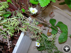 ワイルドストロベリーの花（クリックで画像が拡大します）